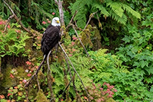 Prints of USA, Alaska. Bald eagle at Anan Bear Observatory Images Dated 2024 October: USA, Alaska. Bald eagle at Anan Bear Observatory