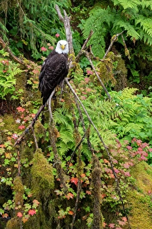 Prints of USA, Alaska. Bald eagle at Anan Bear Observatory Images Dated 2024 October: USA, Alaska. Bald eagle at Anan Bear Observatory