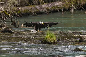 USA, North America, Alaska Prints: USA, Alaska. Bald Eagle feeding on the Chilkoot River near Haines, Alaska