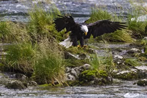 USA, North America, Alaska Gallery: USA, Alaska. Bald Eagle feeding on salmon on the Chilkoot River near Haines, Alaska