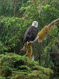 Prints of USA, Alaska. Bald eagle in rainforest near Wrangell Images Dated 2025 January: USA, Alaska. Bald eagle in rainforest near Wrangell