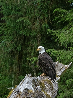 Rainforest Prints: USA, Alaska. Bald eagle in rainforest near Wrangell