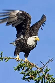 Images Dated 12th August 2007: USA. Alaska. Bald Eagle at Silver Salmon Creek in Lake Clark NP