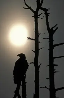 Haliaeetus Leacocephalus Prints: USA, Alaska, Bald Eagles (Haliaeetus leucocephalus) in dead tree above Alaganik Slough