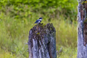 USA, Alaska. Belted Kingfisher on the Chilkoot River near Haines, Alaska
