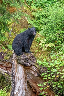 Prints of USA, Alaska. Black bear approaches Anan Creek, Tongass National Forest Images Dated 2024 October: USA, Alaska. Black bear approaches Anan Creek, Tongass National Forest