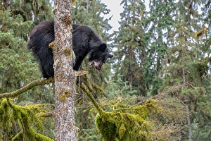 Prints of USA, Alaska. Black bear climbing moss covered tree at Anan Bear Observatory Images Dated 2024 October: USA, Alaska. Black bear climbing moss covered tree at Anan Bear Observatory