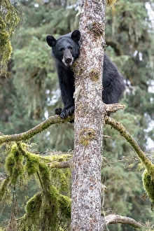 Prints of USA, Alaska. Black bear climbing moss covered tree at Anan Bear Observatory Images Dated 2024 October: USA, Alaska. Black bear climbing moss covered tree at Anan Bear Observatory