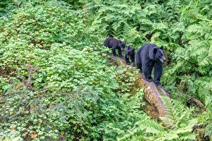Prints of USA, Alaska. Black bear sow with cubs approaches creek, Anan Bear Observatory, Tongass National Forest Images Dated 2024 October: USA, Alaska. Black bear sow with cubs approaches creek