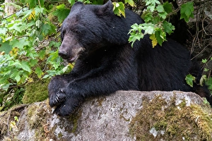 Prints of USA, Alaska. Black bear in Tongass National Forest Images Dated 2024 October: USA, Alaska. Black bear in Tongass National Forest
