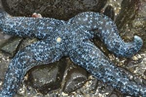 Tide Pool Prints: USA, Alaska. A blue sea star with four arms