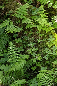 Prints of USA, Alaska. Bracken fern and mosses cling to tree trunk, Tongass National Forest Images Dated 2024 October: USA, Alaska. Bracken fern and mosses cling to tree trunk, Tongass National Forest