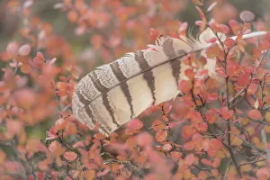 USA, Alaska, Brooks Range. Owl feather caught in dwarf birch