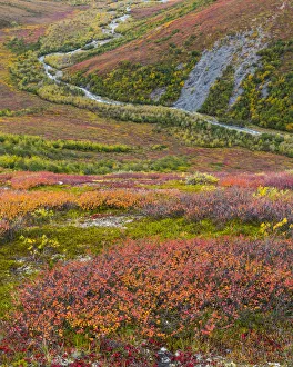 Tundra Prints: USA, Alaska, Brooks Range. Tundra and Dietrich River