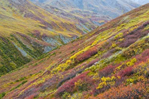 Golden Prints: USA, Alaska, Brooks Range. Tundra on mountain landscape