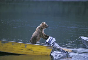 Images Dated 6th October 2003: USA, Alaska, Brooks River Brown bear hasn t learned to start engine