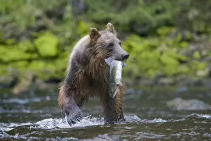 Images Dated 8th August 2007: USA, Alaska, Brown (Grizzly) Bear (Ursus arctos) feeding on spawning Sockeye Salmon
