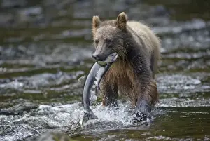 Oncorhynchus Nerka Prints: USA, Alaska, Brown (Grizzly) Bear (Ursus arctos) carries Sockeye Salmon (Oncorhynchus