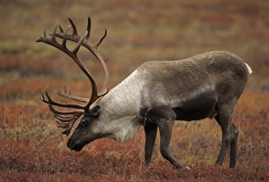 Images Dated 12th December 2012: USA, Alaska, Bull Caribou, Denali National Park