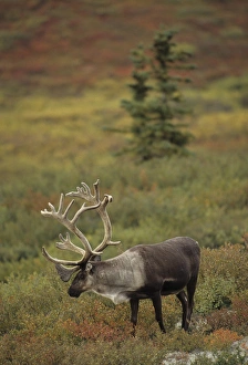 USA, Alaska, Bull Caribou, Denali National Park