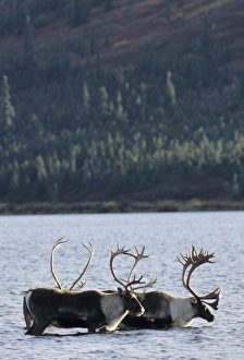 Images Dated 12th December 2012: USA, Alaska, Bull Caribou, Wonder Lake, Denali National Park
