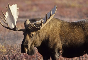 USA, Alaska, Bull Moose, Denali National Park