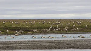 Ungulate Prints: USA, Alaska. Caribou of the Porcupine Herd on the North Slope crossing the Sag River near