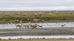 Images Dated 8th January 2021: USA, Alaska. Caribou of the Porcupine Herd on the North Slope crossing the Sag River near