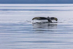 Images Dated 3rd April 2020: USA, Alaska, Chatham Strait. Humpback whale diving. Credit as