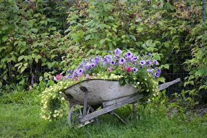 Berry Prints: USA, Alaska, Chena Hot Springs. Old wheelbarrow filled with flowers