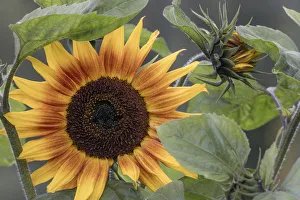 Sunflower Prints: USA, Alaska, Chena Hot Springs. Close-up of sunflower plant