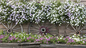 Wagon Prints: USA, Alaska, Chena Hot Springs. Flowers and wagon wheels