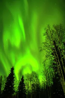 Star Prints: USA, Alaska, Chena Hot Springs Resort. Aurora borealis fills night sky