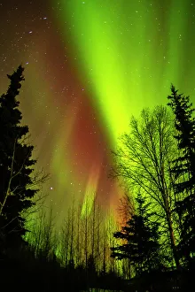 Star Prints: USA, Alaska, Chena Hot Springs Resort. Aurora borealis fills night sky