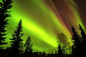 Star Prints: USA, Alaska, Chena Hot Springs Resort. Aurora borealis fills night sky