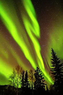 Star Prints: USA, Alaska, Chena Hot Springs Resort. Aurora borealis fills night sky