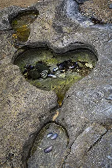 USA, Alaska, Chichagof Island, Basket Bay. Heart-shaped pool in rock USA, Alaska, Chichagof Island, Basket Bay. Heart-shaped pool in rock
