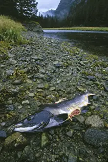 Se Alaska Prints: USA, Alaska, Chichagof Island. Pink Salmon carcass bitten by Brown Bear