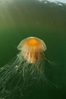 Submerged Prints: USA, Alaska, Chichagof Island, Underwater view of Lions Mane Jellyfish (Cyanea