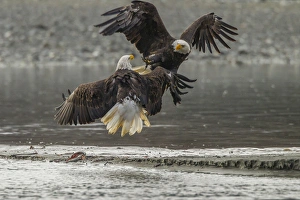 Aggression Prints: USA, Alaska, Chilkat Bald Eagle Preserve. Bald eagles fighting in the air. Credit as