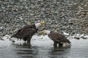 USA, Alaska, Chilkat Bald Eagle Preserve