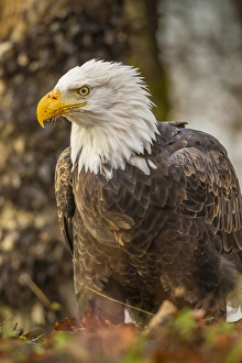 Images Dated 4th November 2014: USA, Alaska, Chilkat Bald Eagle Preserve