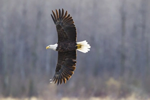 Images Dated 5th November 2014: USA, Alaska, Chilkat Bald Eagle Preserve