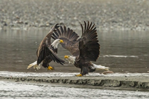 Images Dated 4th November 2014: USA, Alaska, Chilkat Bald Eagle Preserve