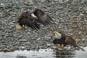 USA, Alaska, Chilkat Bald Eagle Preserve