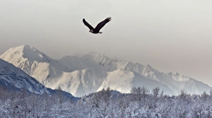 Images Dated 15th November 2011: USA, Alaska, Chilkat Bald Eagle Preserve. Bald eagle flies in preserve. Credit as
