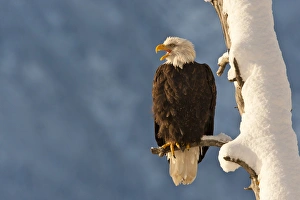 Images Dated 15th November 2011: USA, Alaska, Chilkat Bald Eagle Preserve. Bald eagle perched on branch. Credit as