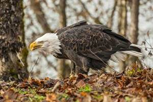 Images Dated 4th November 2014: USA, Alaska, Chilkat Bald Eagle Preserve