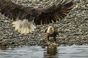 Images Dated 3rd November 2014: USA, Alaska, Chilkat Bald Eagle Preserve