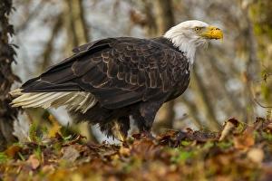 Images Dated 4th November 2014: USA, Alaska, Chilkat Bald Eagle Preserve